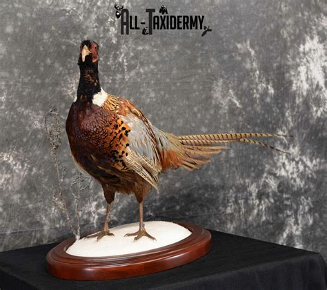 The ringneck pheasant is a native game bird in China. . Ringnecked pheasant for sale